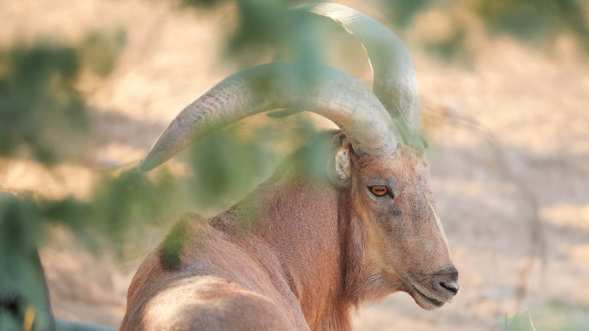 Barbary Sheep resting with a blurred out leaves as foreground.