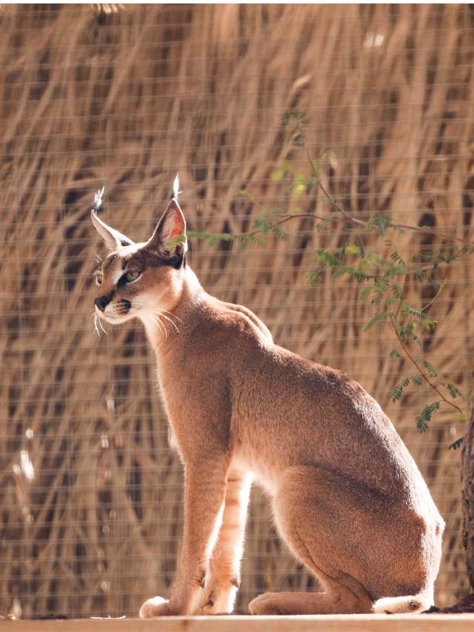 A caracal sitting basking the sun on its enclosure.