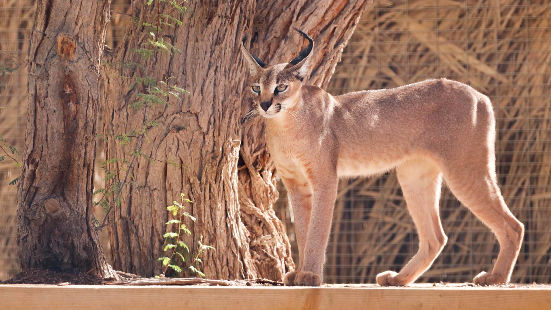 A caracal standing basking the sun on its enclosure.