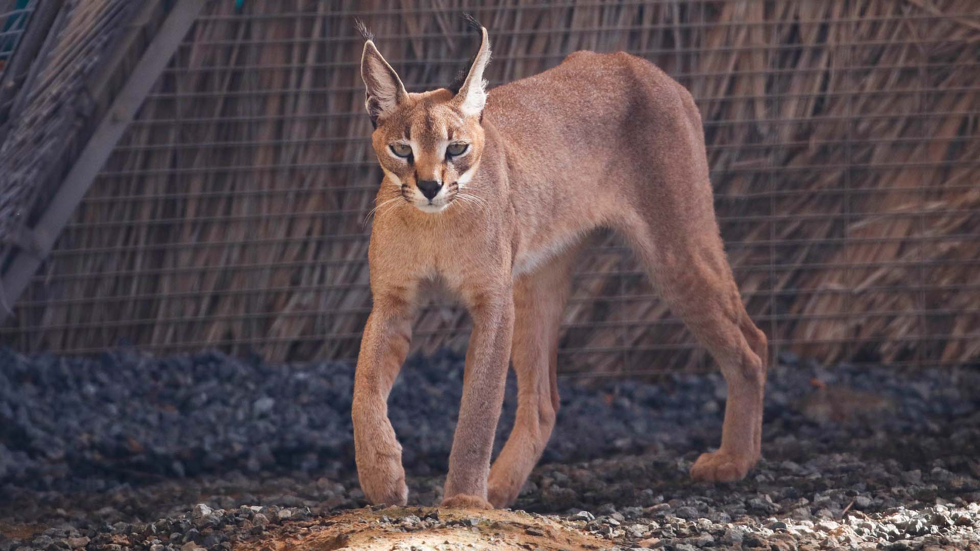 A caracal looking at the camera. 