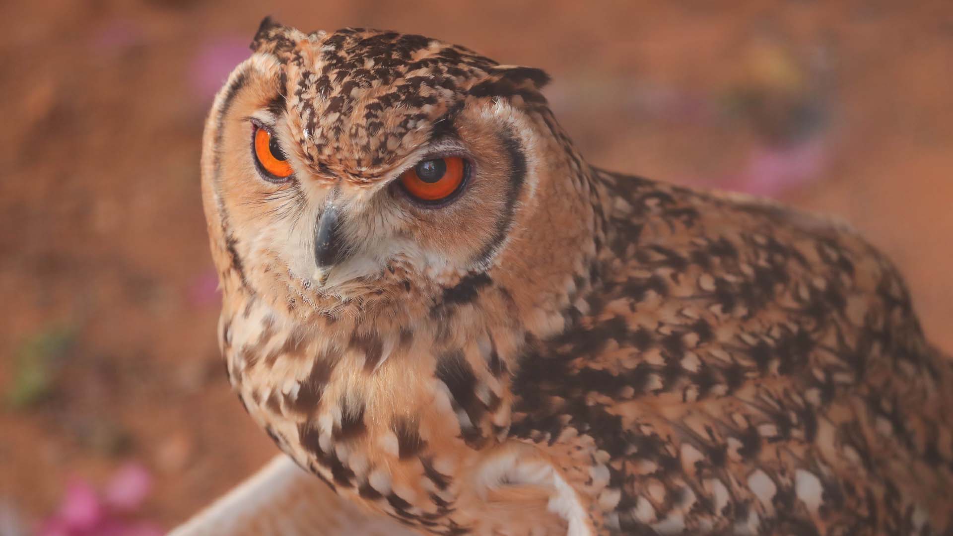 A large brown and white owl with orange eyes is sitting on a dirt ground.
