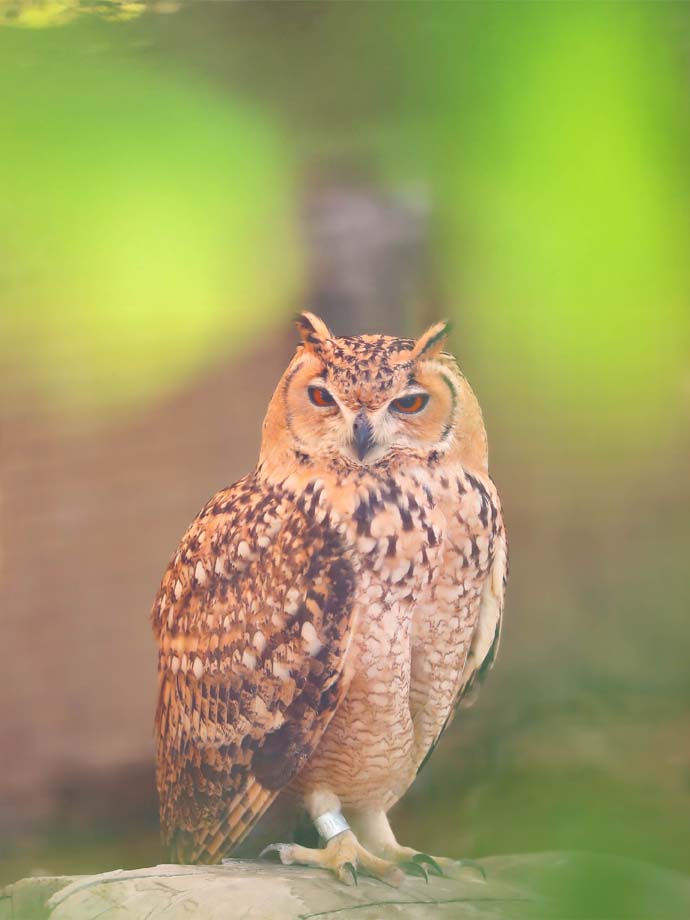 A brown owl is perched on a rock in a forest.