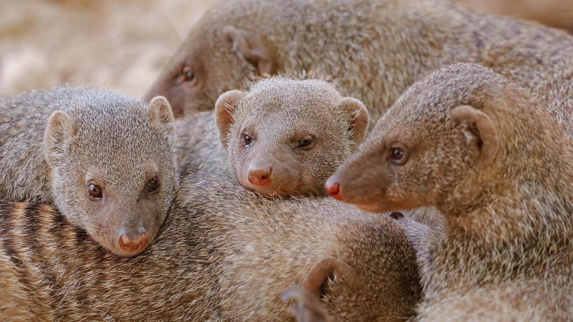 A group of mongoose huddled together.