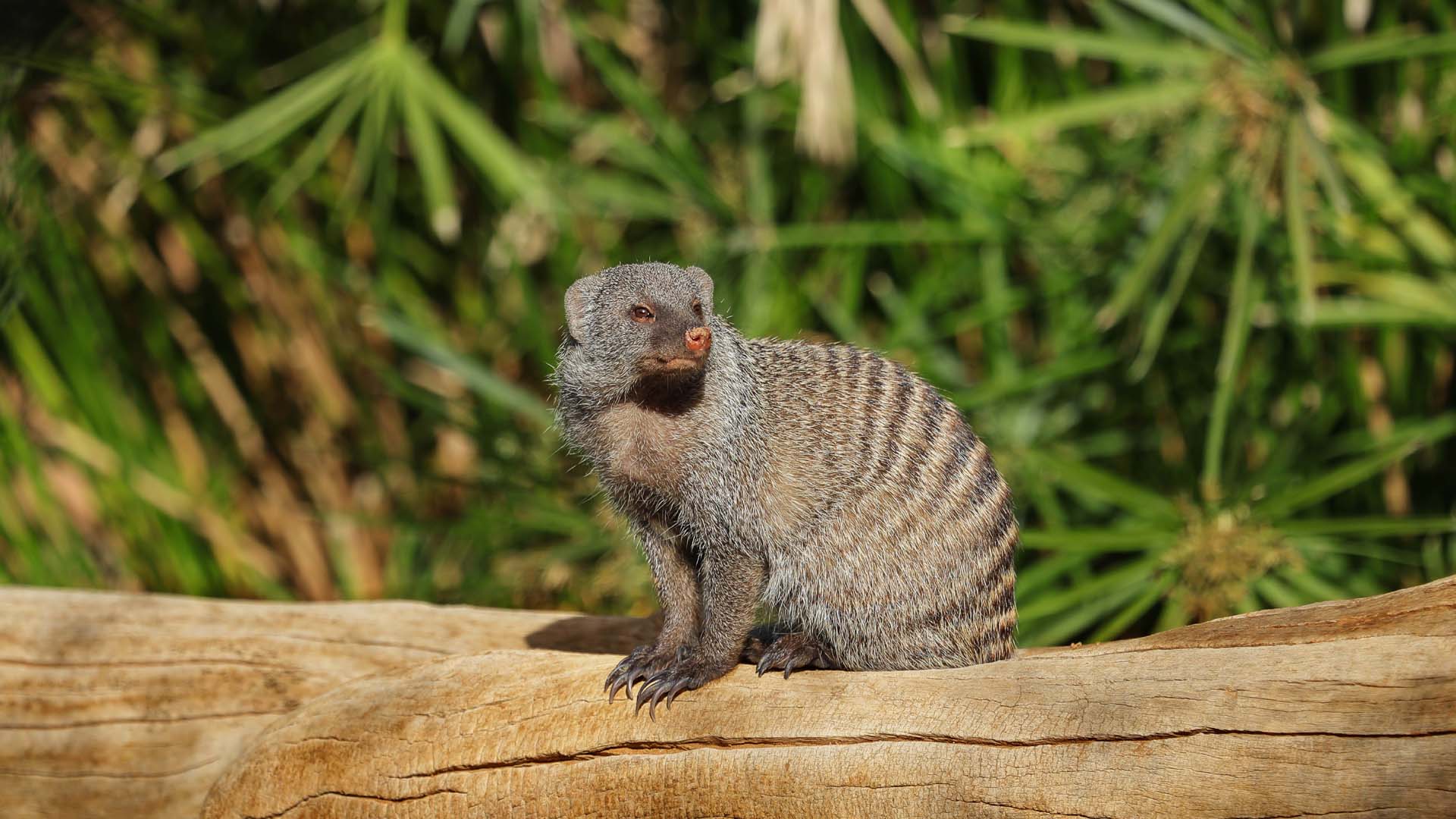 A small mongoose is sitting on a branch.