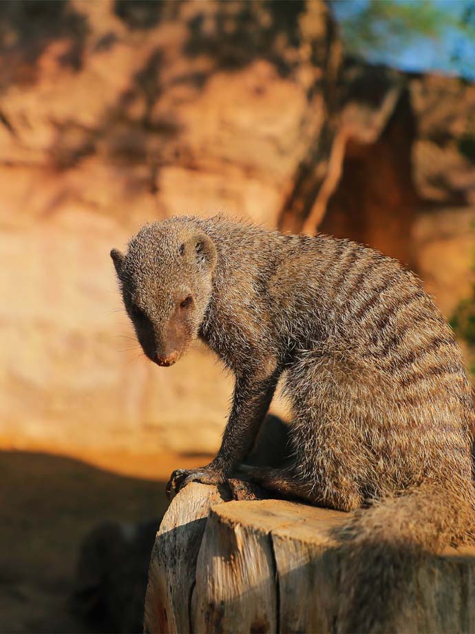 A mongoose sitting on a log in front of a rock wall.