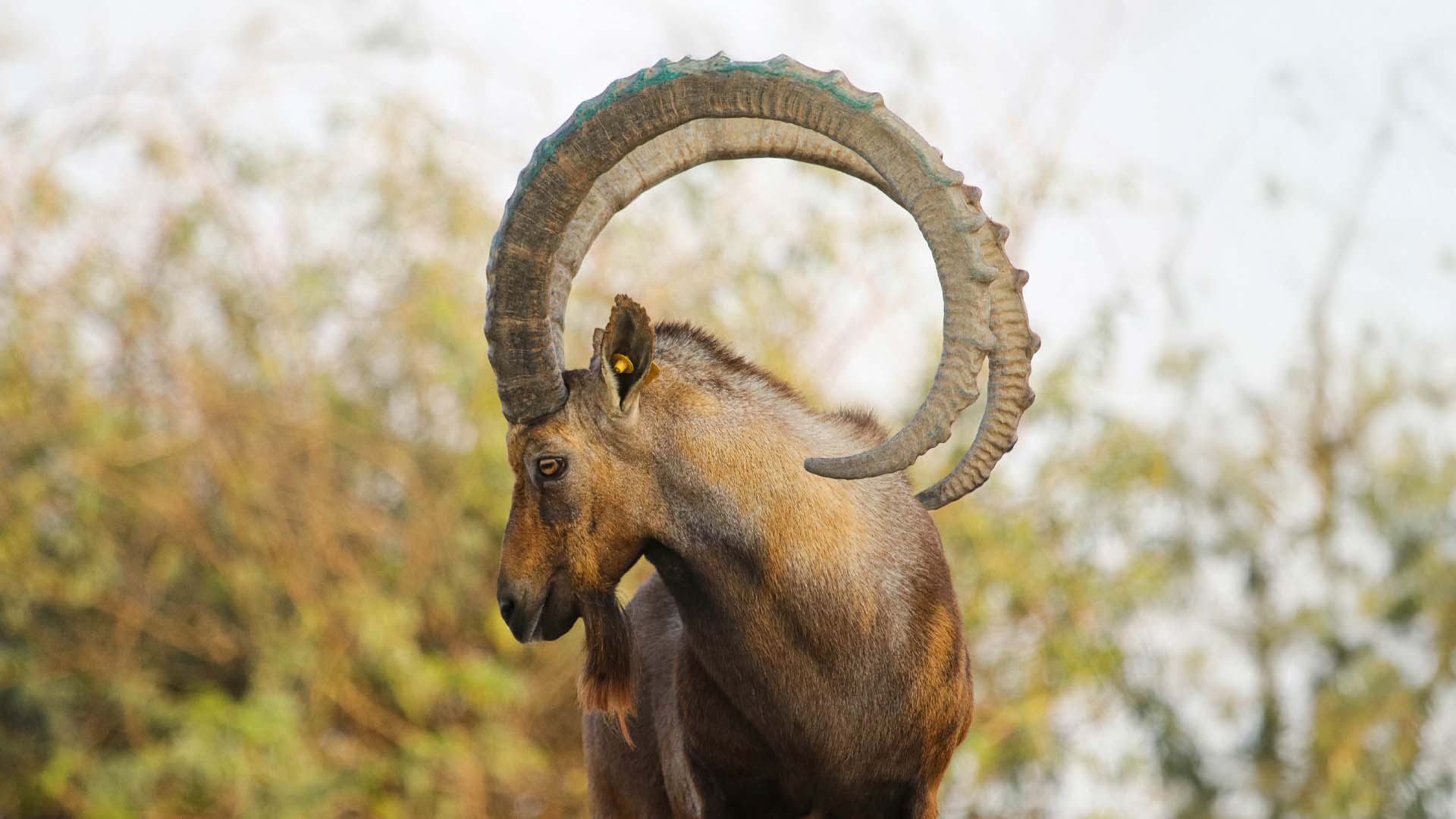 A Nubian Ibex with its head tilted sideways showing its large curled horns.