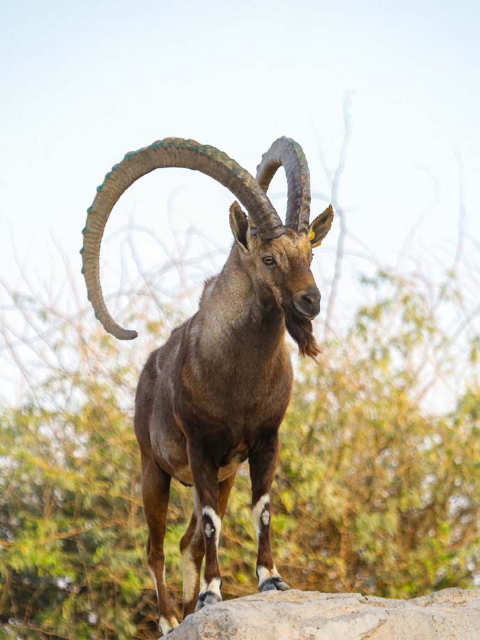A Nubian Ibex standing on a rock with leaves in the background.