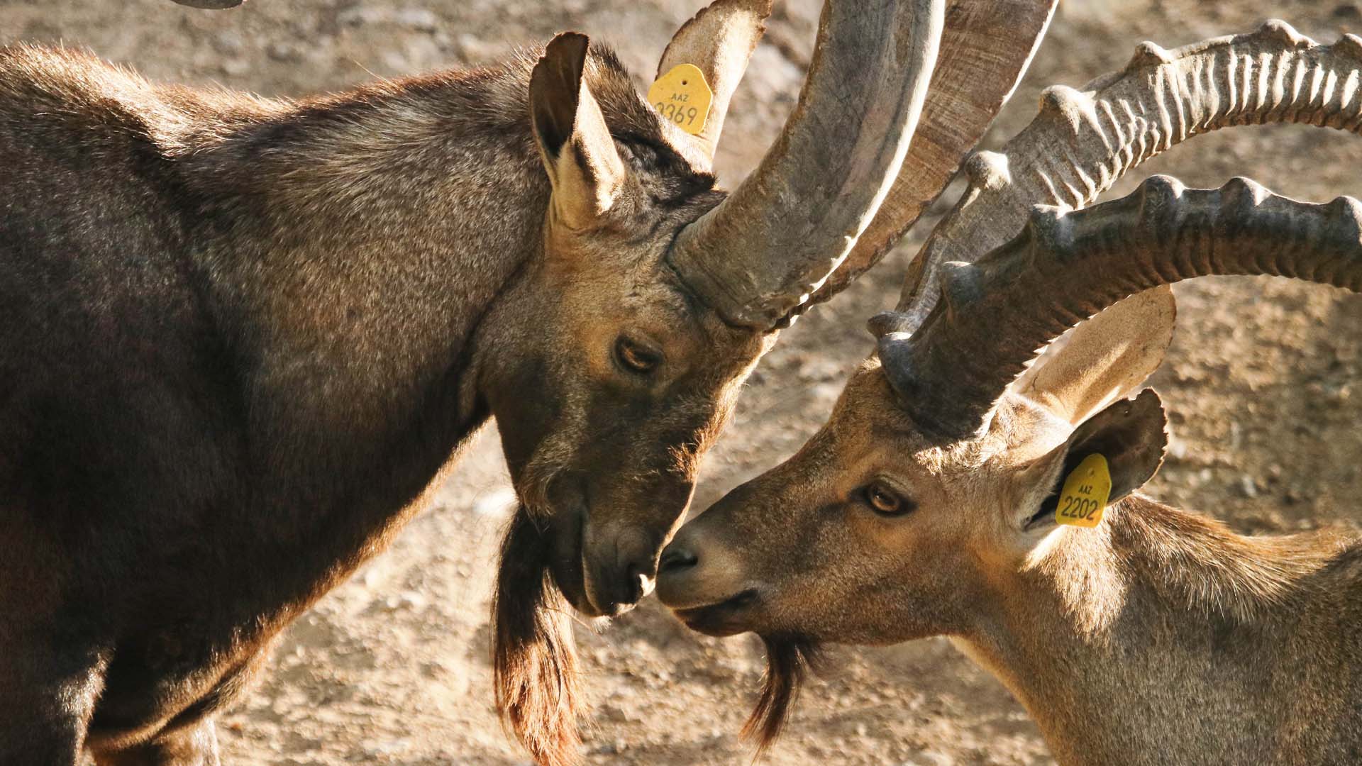 Two Nubian Ibex face to face.