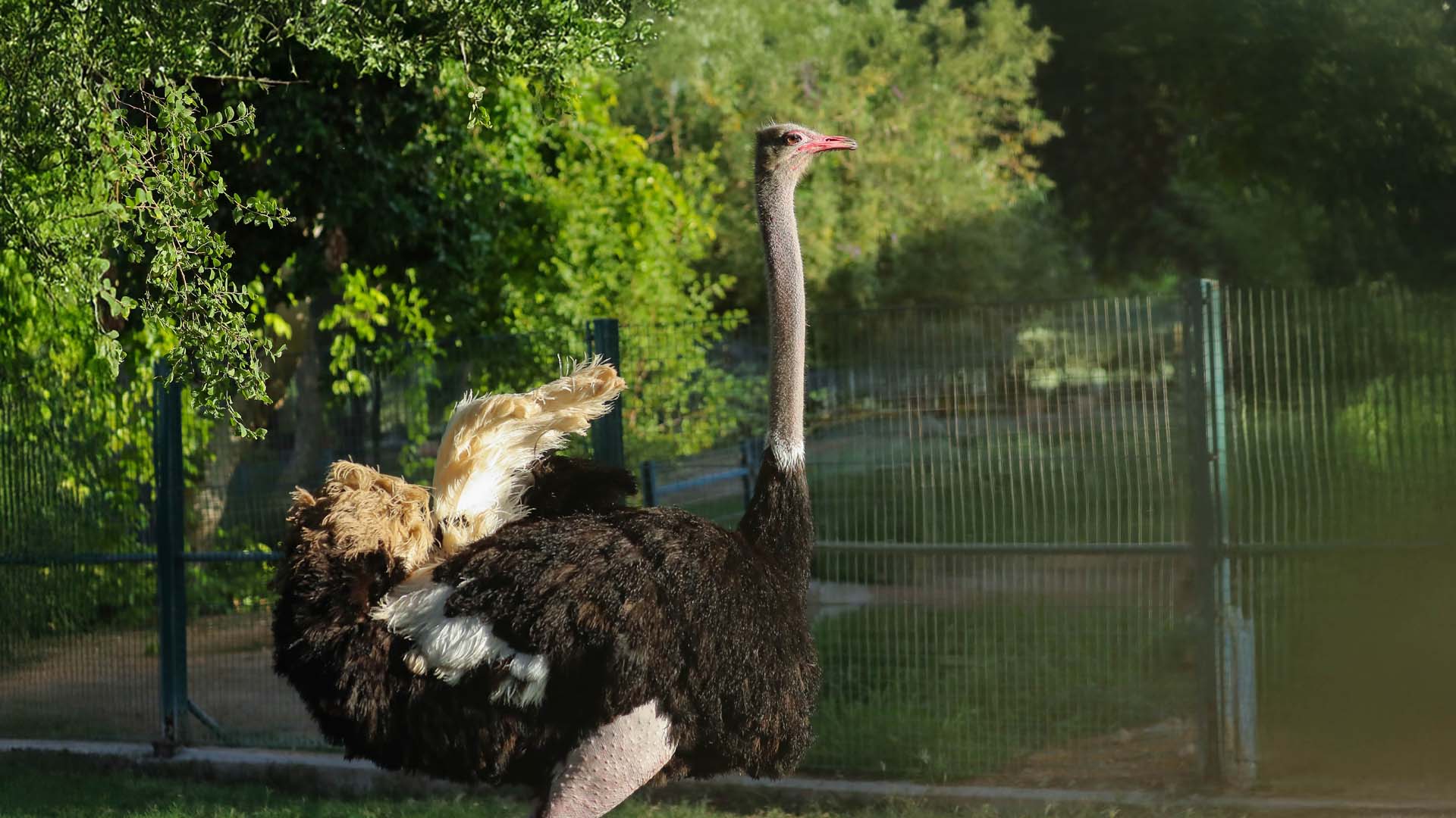An ostrich standing behind a greenery.