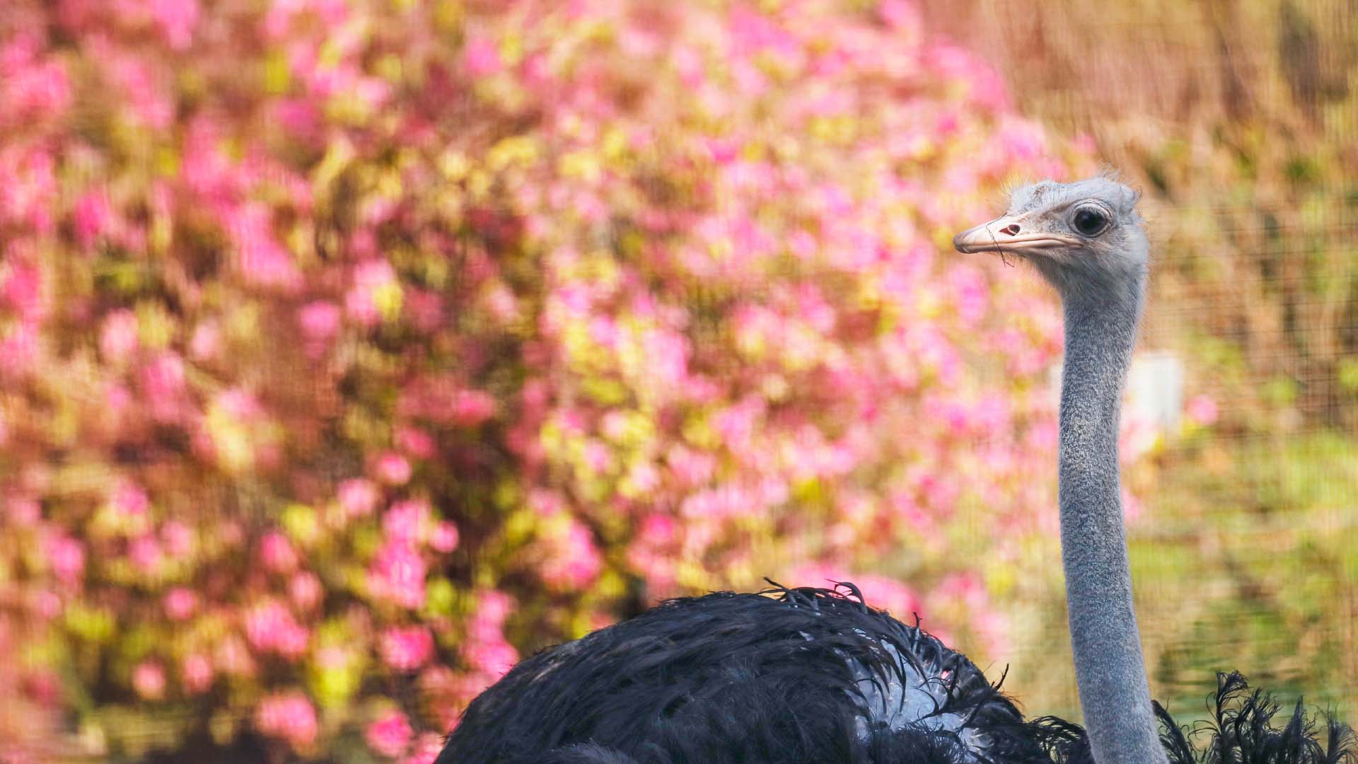 An ostrich staring with pinks leaves as background.