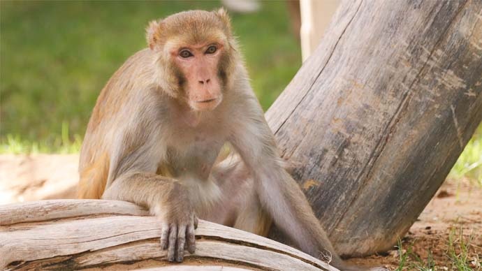 A brown Rhesus Macaque staring at the horizon whilst sitting on a tree bark.