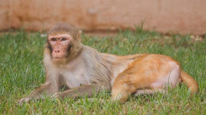 A brown Rhesus Macaque lying on the grass.