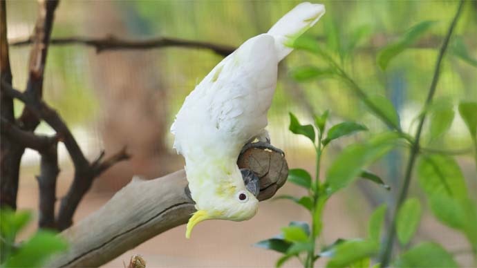 A cockatoo clinging to a tree bark with its head bending over.