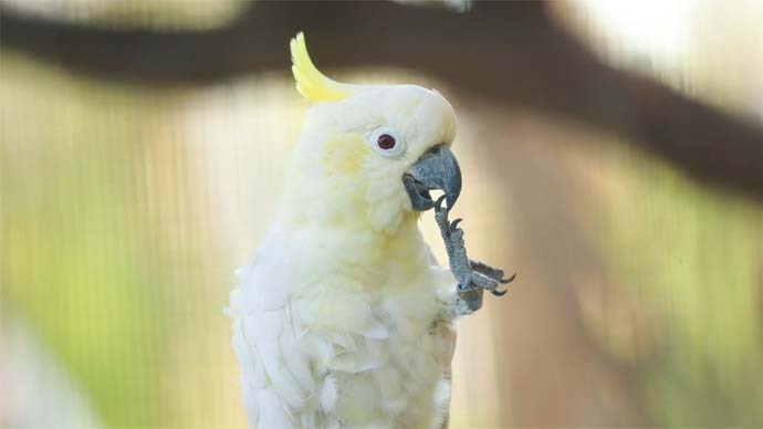 A white cockatoo putting its claw in its beak.