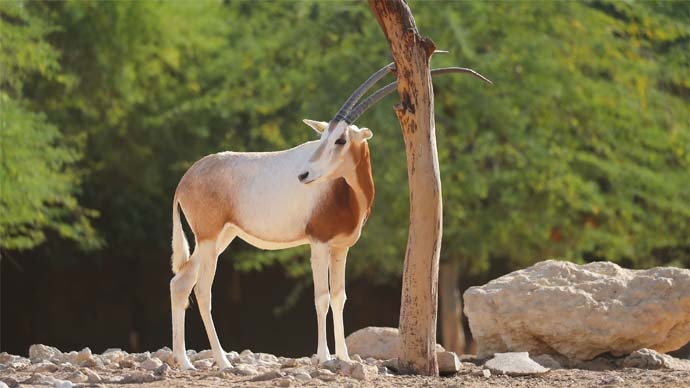 A scimitar horned oryx standing next to a small tree. 