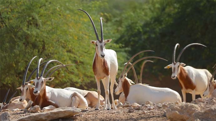 A scimitar horned oryx standing next to a bunch of oryxes resting on the ground. 