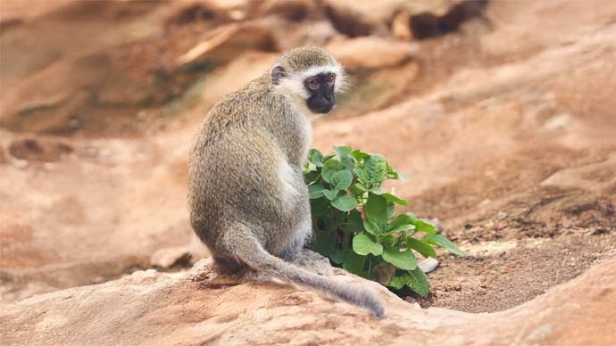 A vervet monkey sitting next to a green plant.