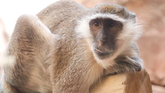 A vervet monkey resting on a rock.