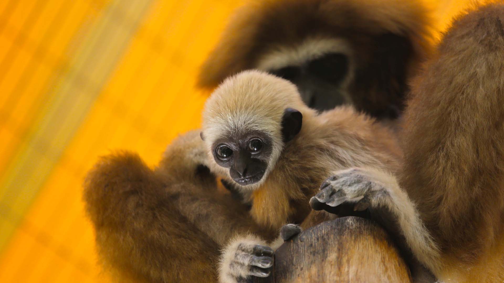 A baby white-handed gibbon resting on a log with the mother behind it.