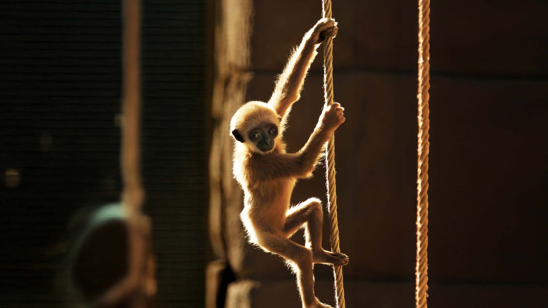 An almost silhouette of a white-handed gibbon climbing a rope.
