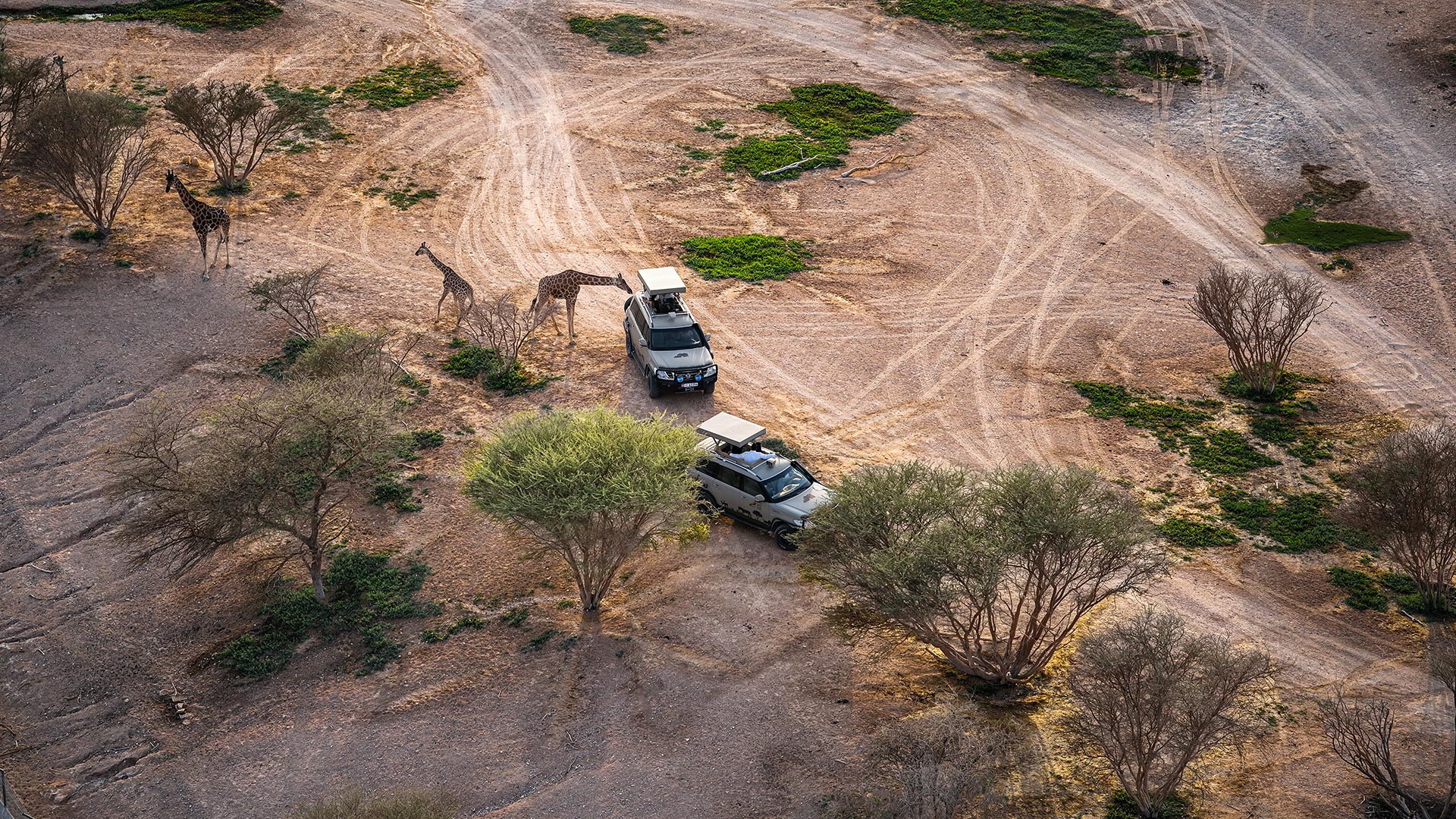 An aerial view of the Al Ain Zoo safari plains with two SUV and 3 giraffes shown from above.