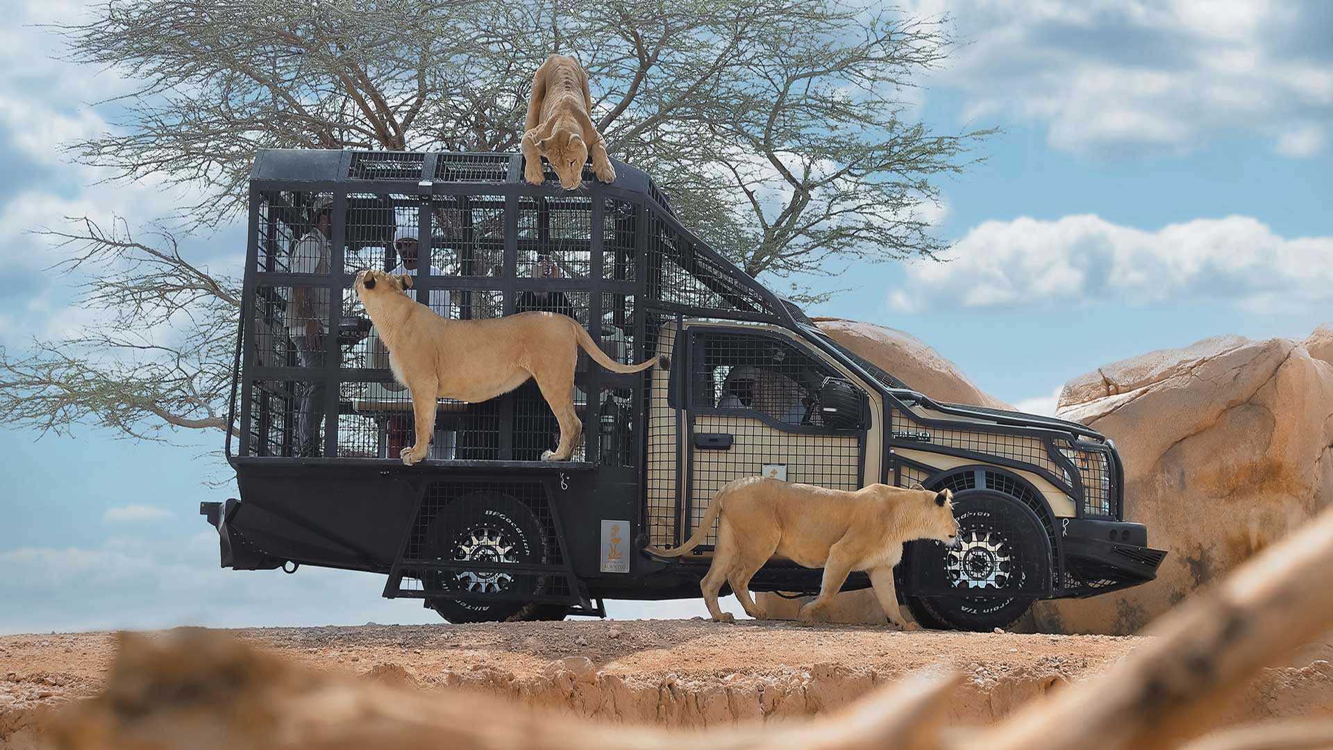 Lions in an enclosure atop a vehicle with one lion walking nearby against a desert backdrop.