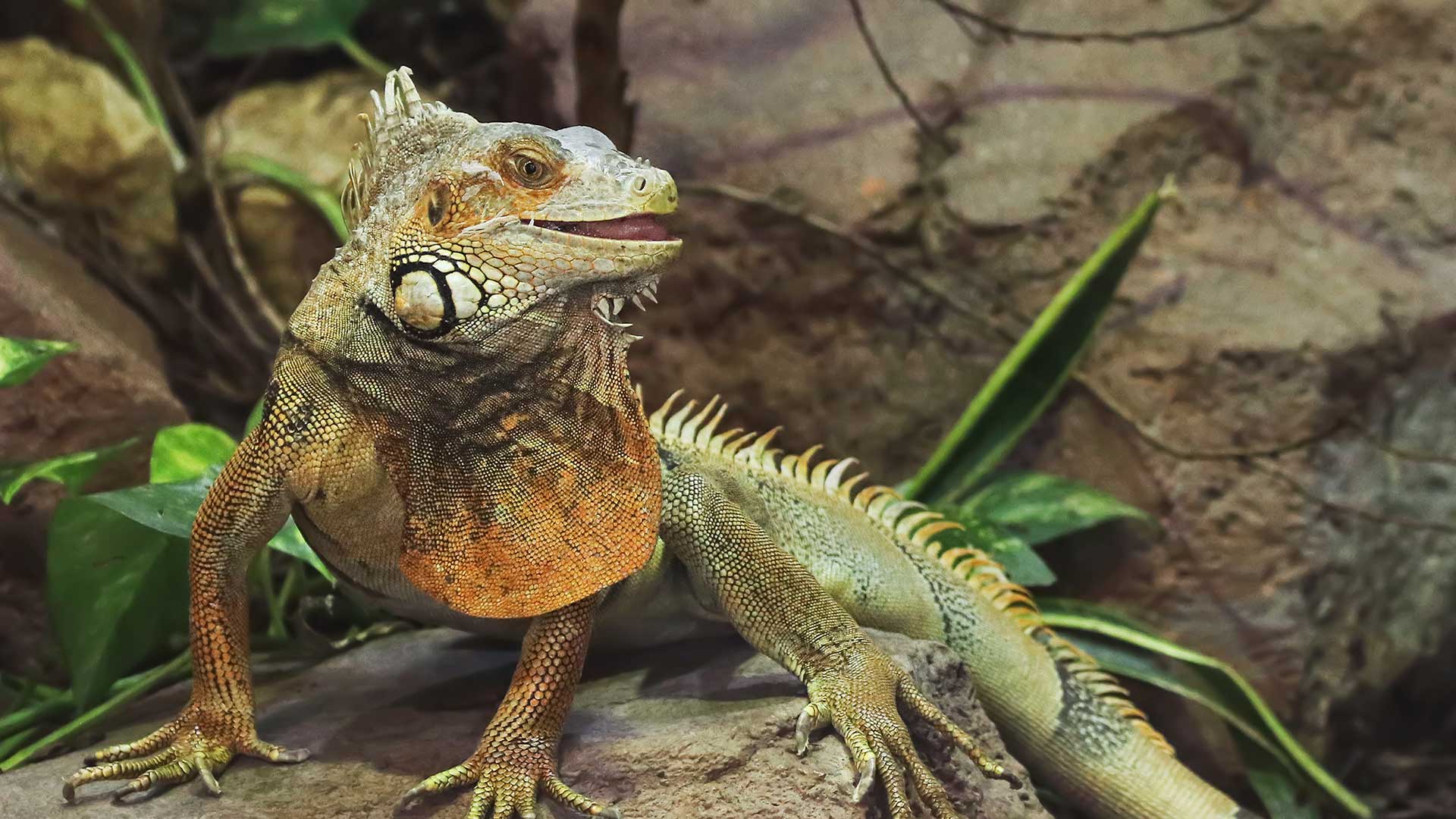 A close-up image of an iguana with distinctive coloration and scales in a rocky environment.