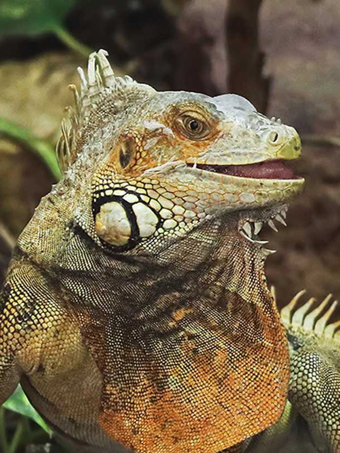 A close-up image of an iguana with distinctive coloration and scales in a rocky environment.