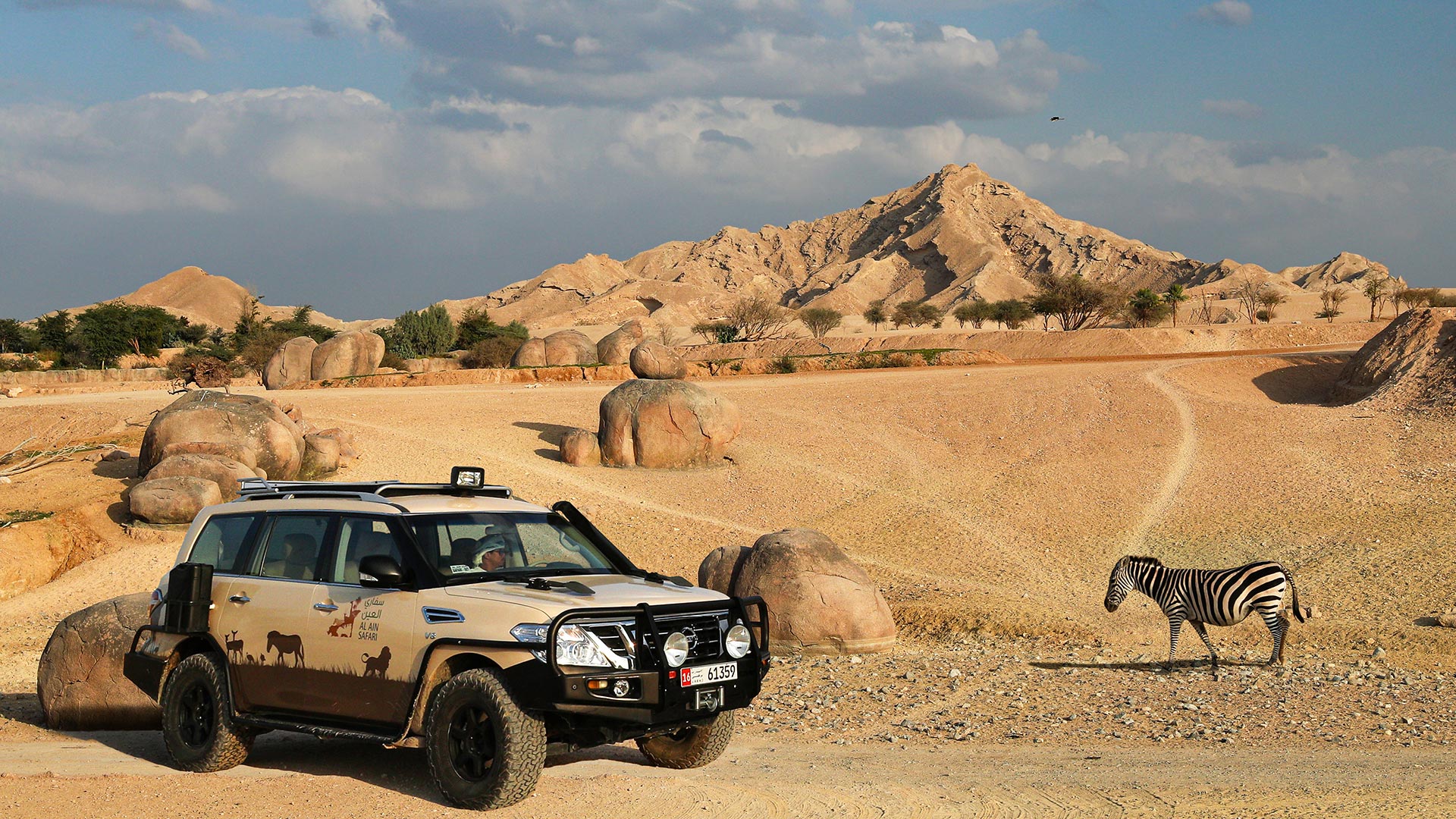 A parked safari SUV next to a zebra in Al Ain Zoo with Jebel Hafeet as background