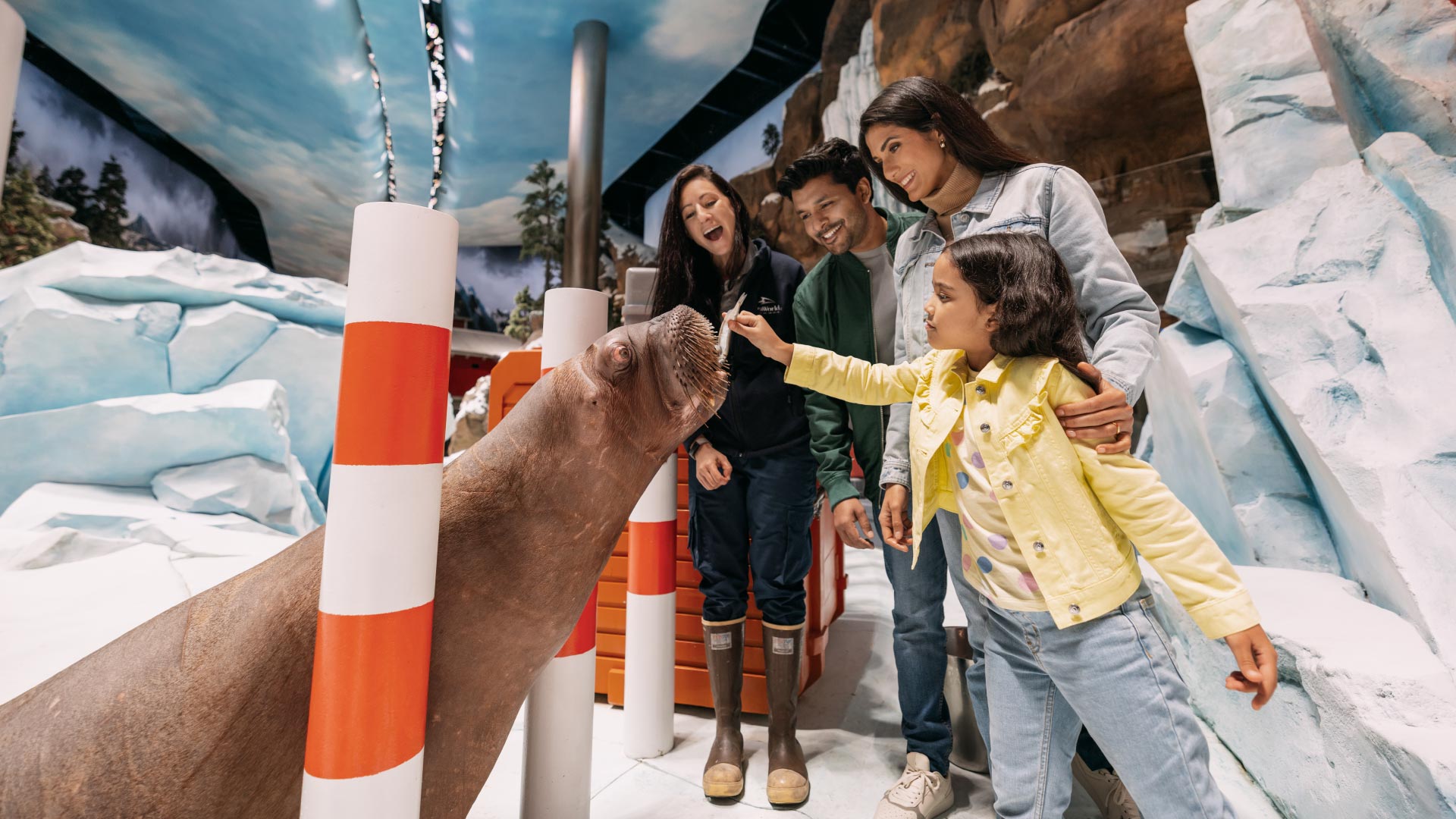 Little girl with family feeding a walrus