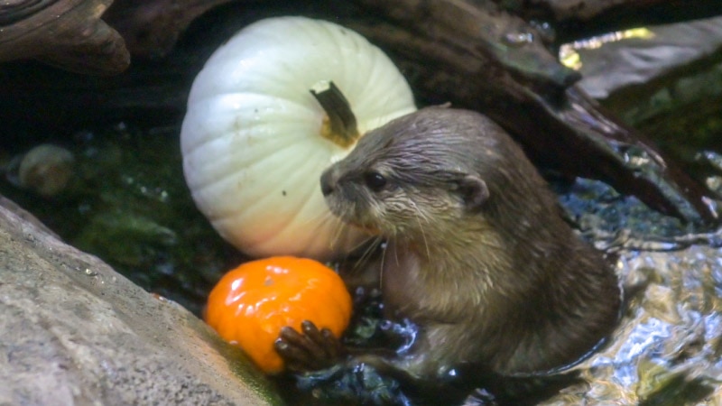 Baby otter holding a tiny pumpkin
