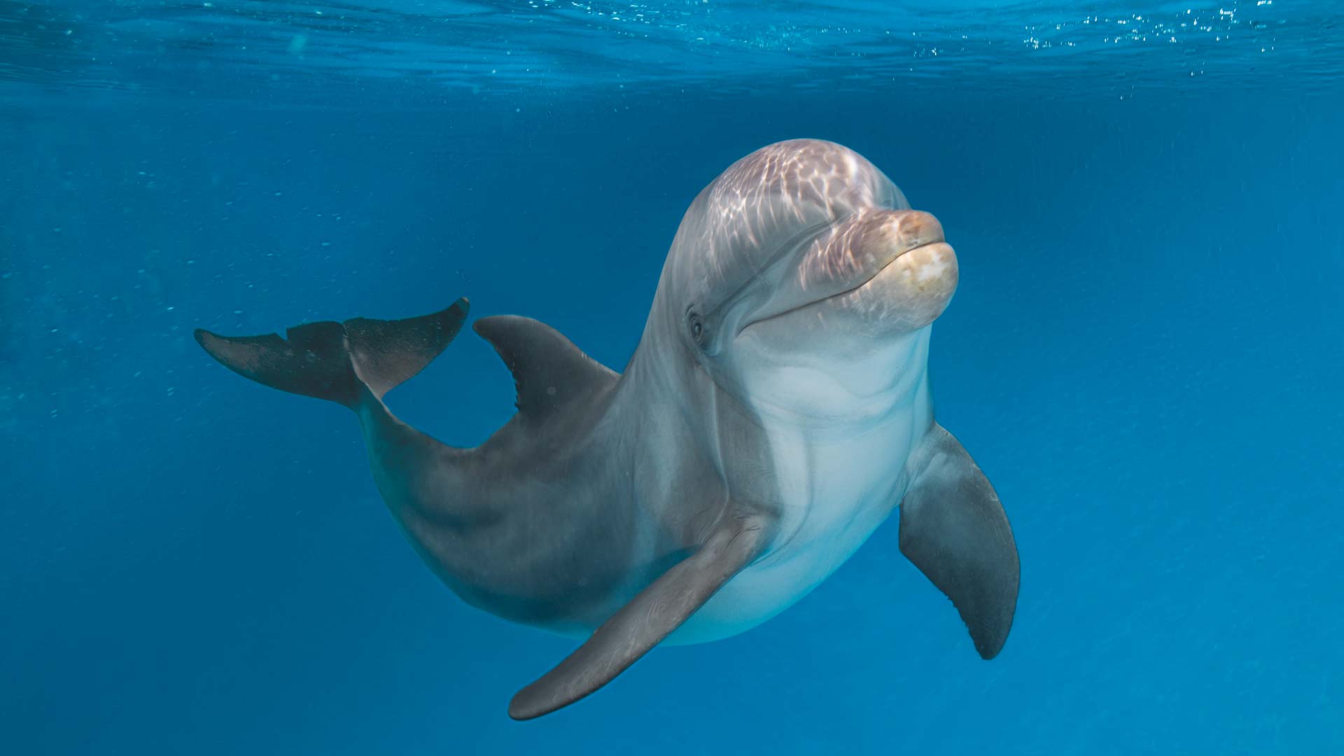 A cute dolphin underwater