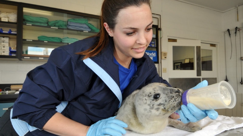Animal doctor feeding a young seal