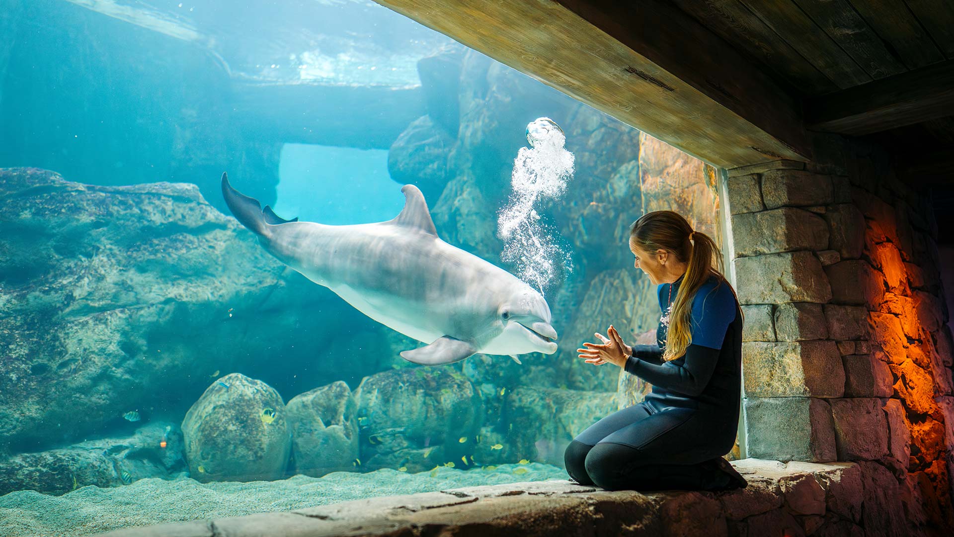 Marine specialist interacting with a dolphin in the aquarium