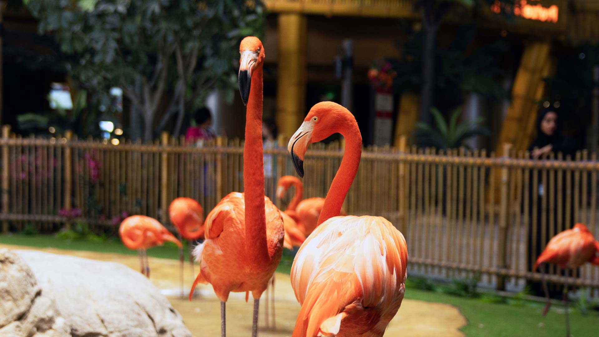 2 flamingos standing at Tropical Ocean ream