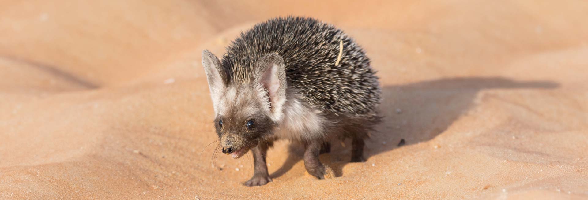 An Arabian hedgehog walking on the desert