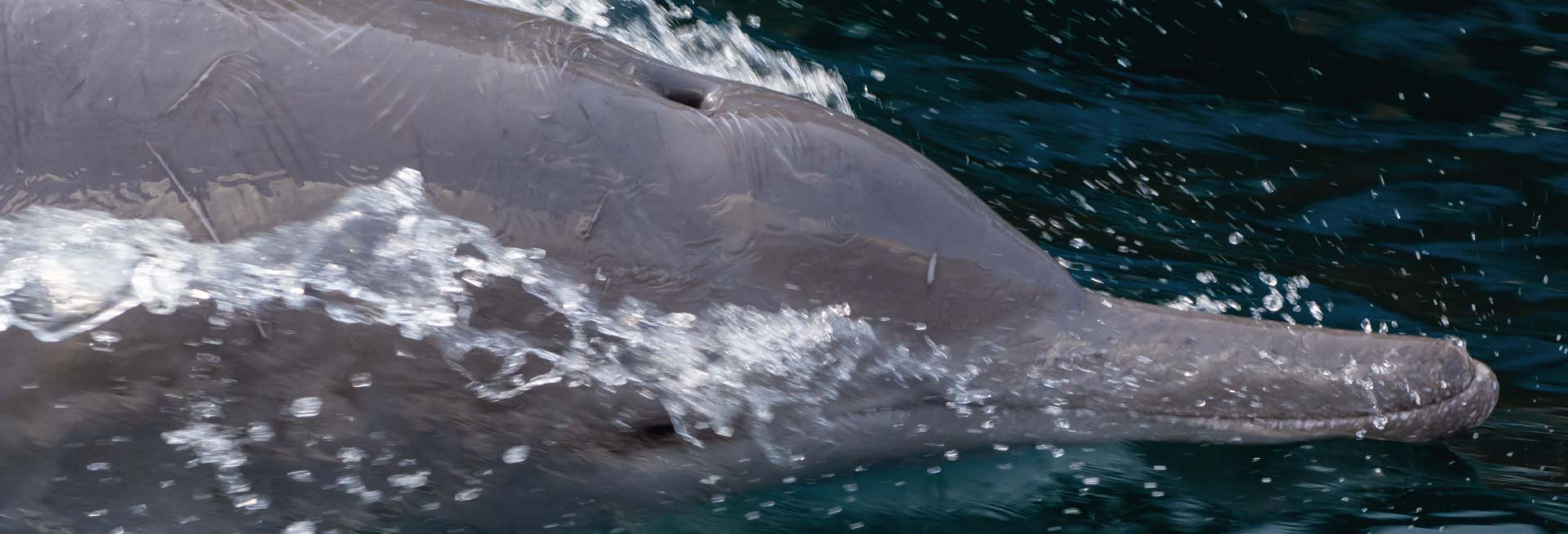 Dolphin swimming at the surface