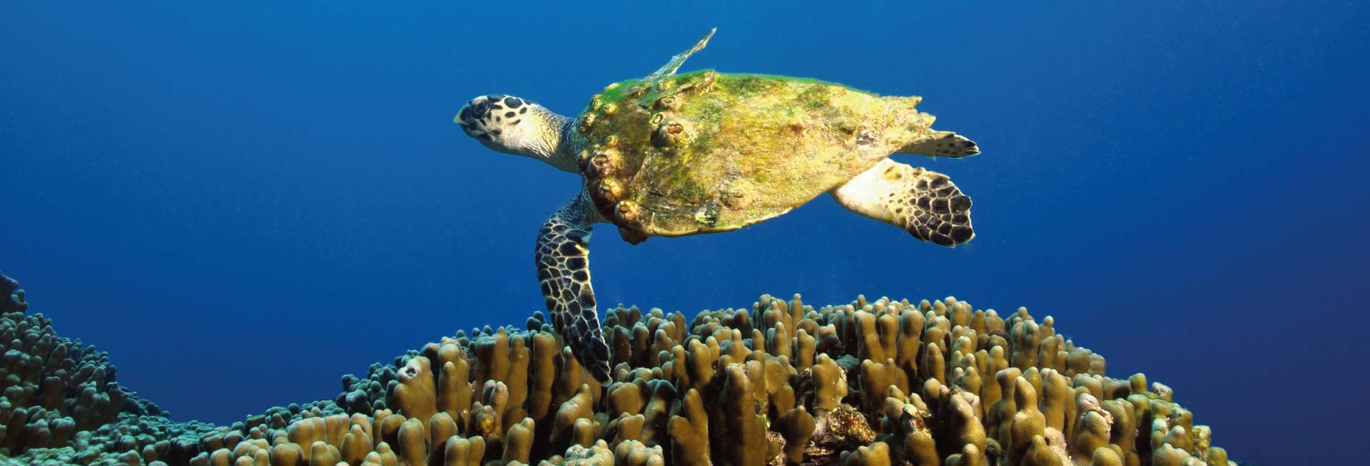 Sea turtle hovering over a coral