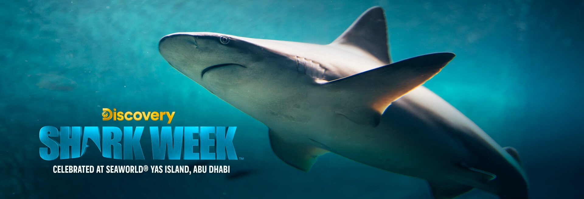 Shark Week banner