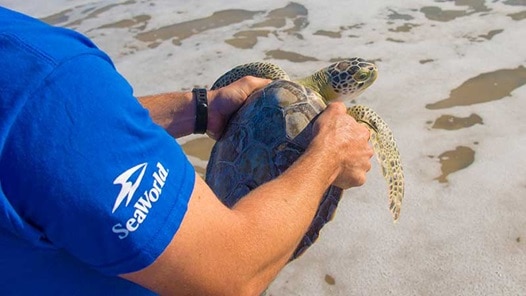 Veterinarian releasing a sea turtle in the ocean