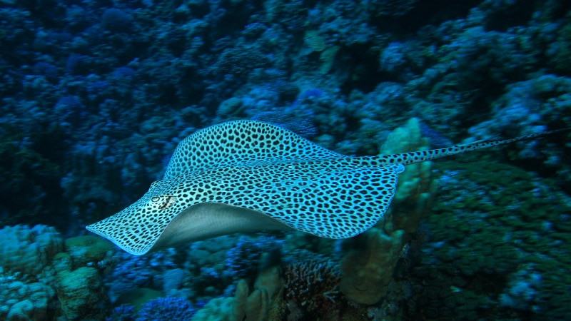 Swad Fish Animal Experiences and Presentations at SeaWorld Abu Dhabi