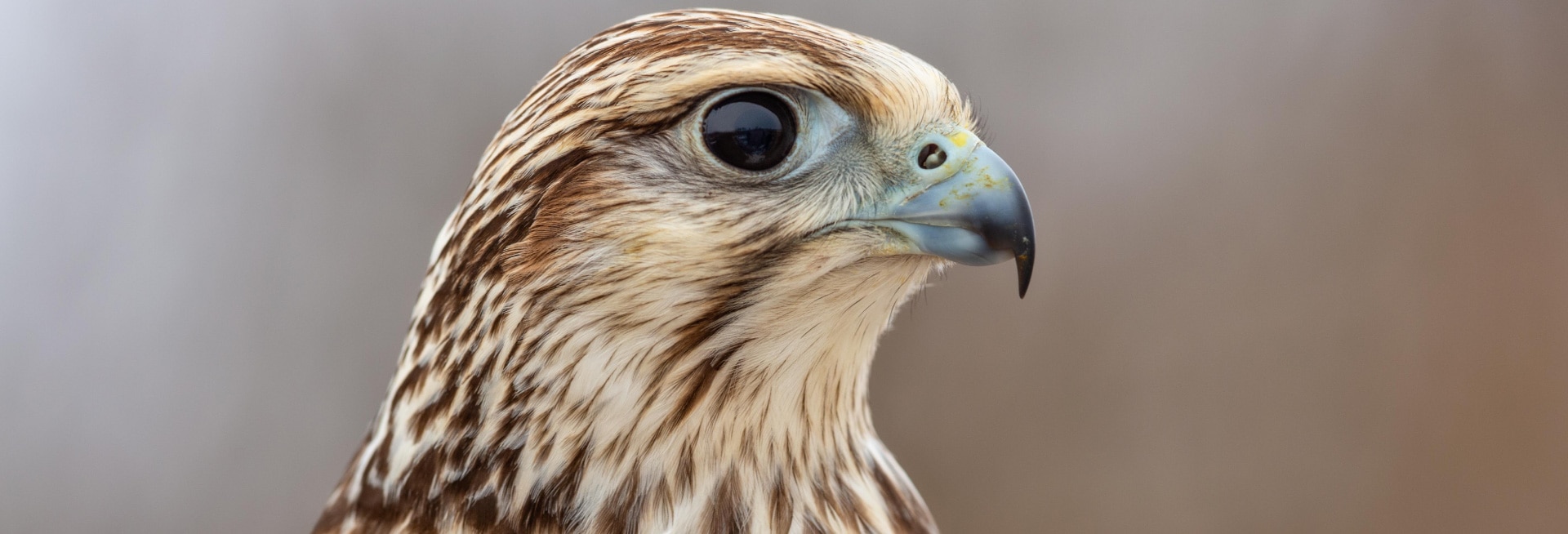 Closeup shot of an Arabian falcon