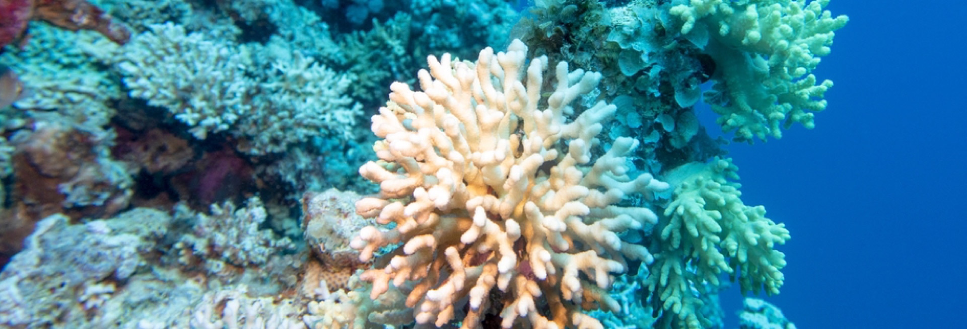 A photo of a coral