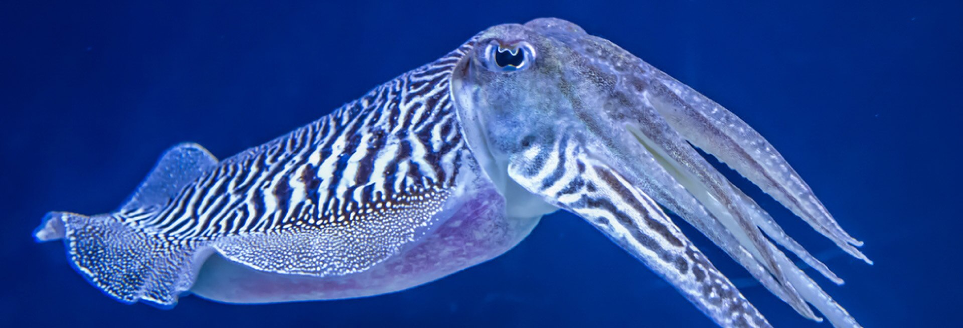 A photo of a cuttlefish 