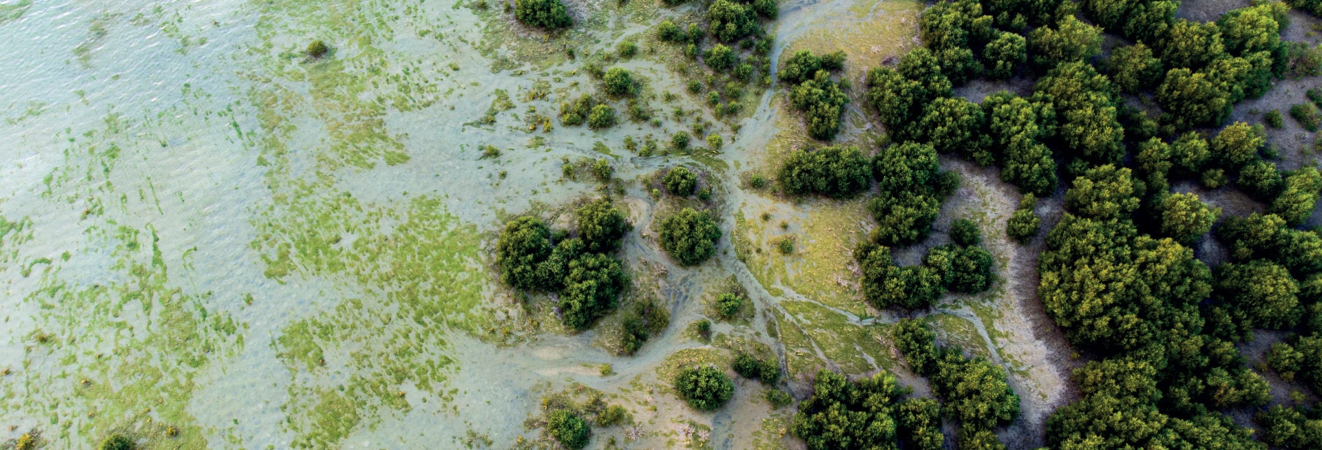 Aerial shot of a mangrove forrest 