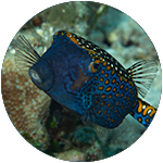 Blue spotted boxfish