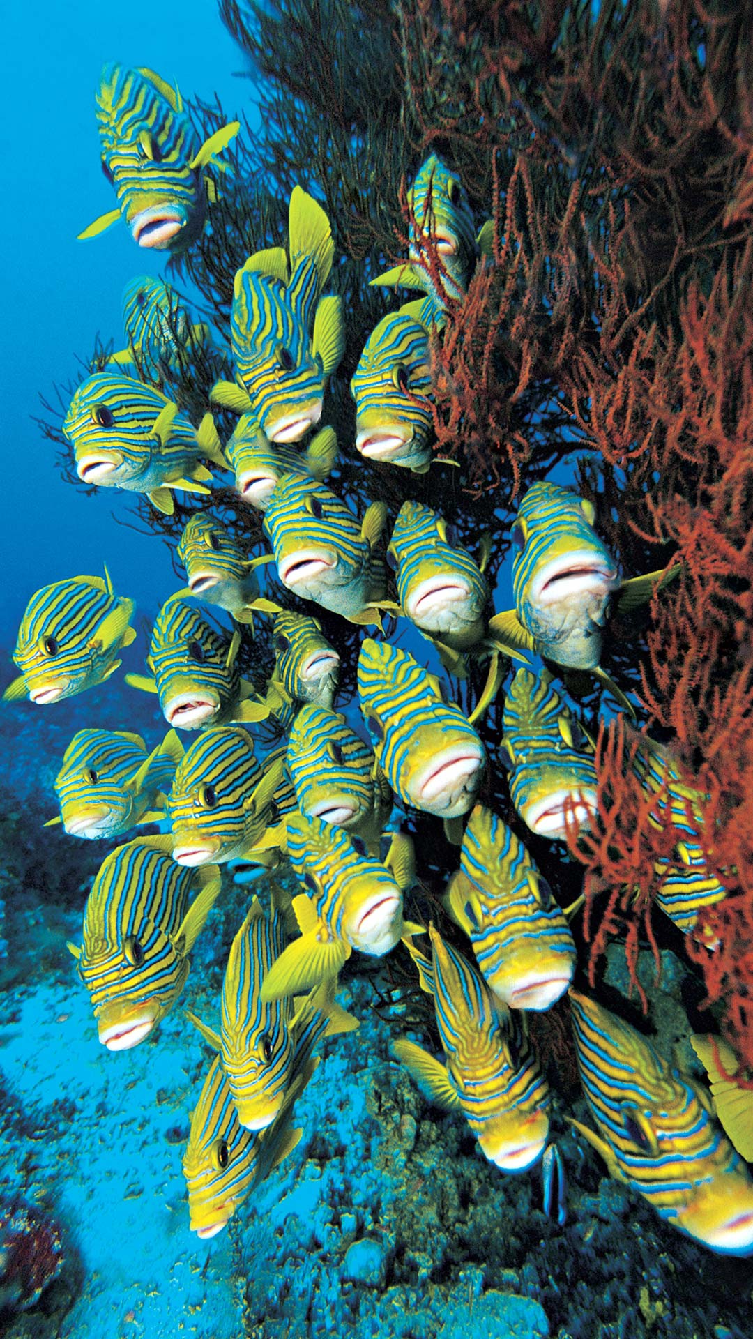 A school of sweetlips