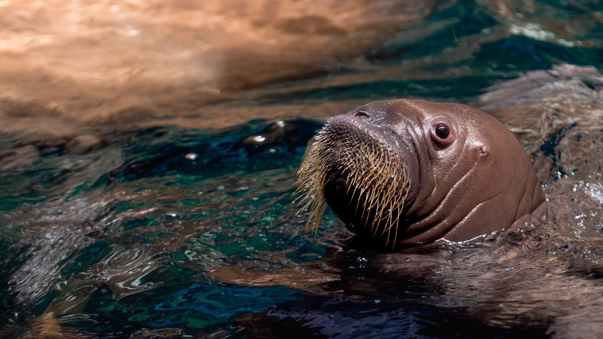 Meet Our Newest Arctic Star