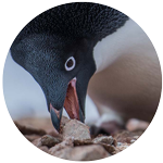 adelie penguin profile picture