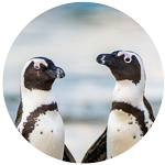african penguin profile picture